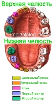 челюсти ребёнка